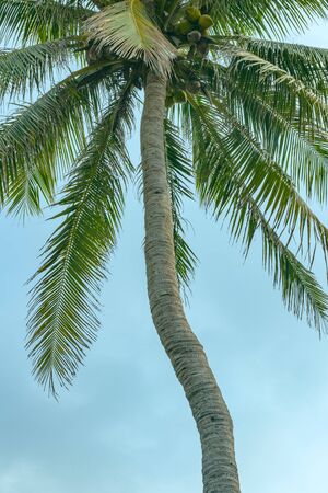 Bottom-up view of the top of a palm tree with a twisted trunk, twigs and fruits of coconut against a blue skyの写真素材