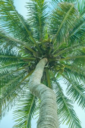 Bottom-up view of the top of a palm tree with a twisted trunk, twigs and fruits of coconutの写真素材