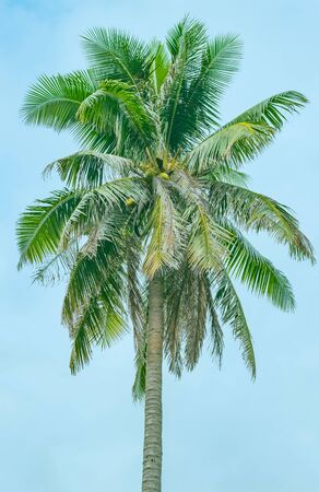 The top of a palm tree with a trunk and young fruits of a coconut against the blue sky in the centerの写真素材