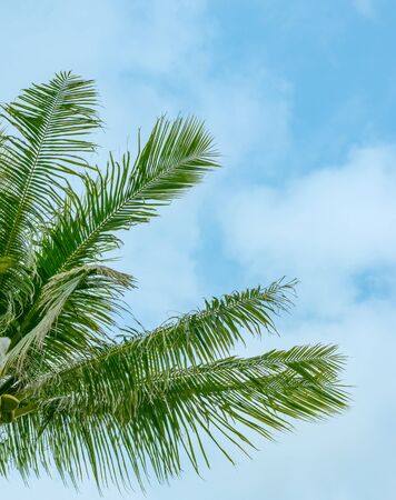 Left lush palm tree branches against a blue sky with white cloudsの写真素材