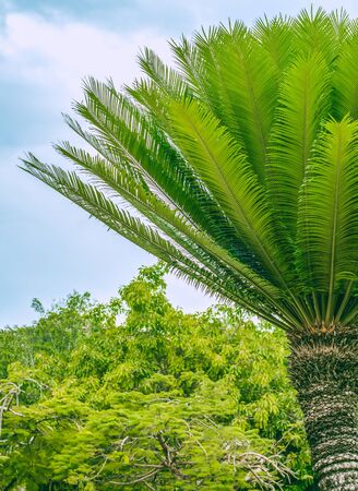 Right dwarf palm tree with a trunk and lush green branches raised to the top in the foreground. Left view of the forest with trees and a blue sky with clouds in the backgroundの写真素材