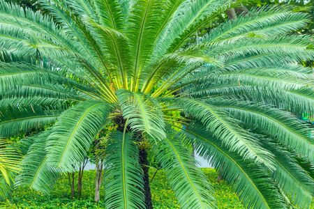 Dwarf palm tree spreading its green magnificent branches in different directions. In the background on the ground grow yellow flowers and treesの写真素材