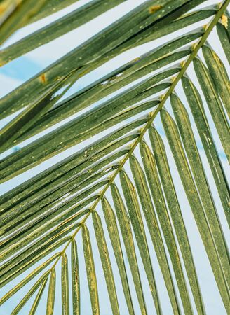 A branch of a palm tree with aging leaves and a stem diagonally from the upper right to the lower left. Against the background of white clouds and blue sky. Perspectiveの写真素材