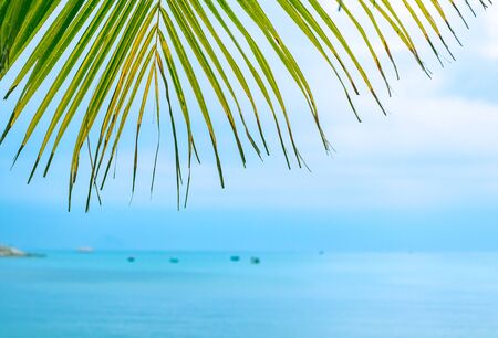On the left, a hanging down palm tree branch with thin sheets dried on the tips. In the background, blurred boats and the sea, blue sky with cloudsの写真素材