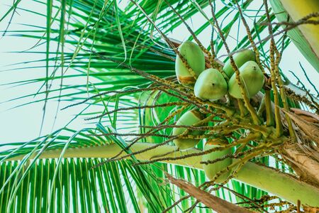 Branches of the top of a palm tree with small blooming fruits of coconuts. Coconuts are out of focus in the backgroundの写真素材
