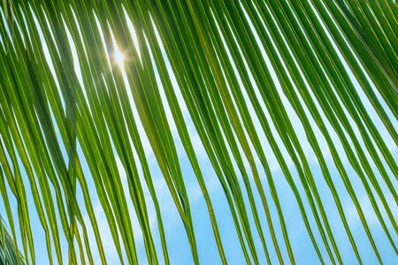 In the foreground there are dangling down leaves of a palm tree branch and between two sun shines reflecting several rays. In the background is a blue sky with cloudsの写真素材