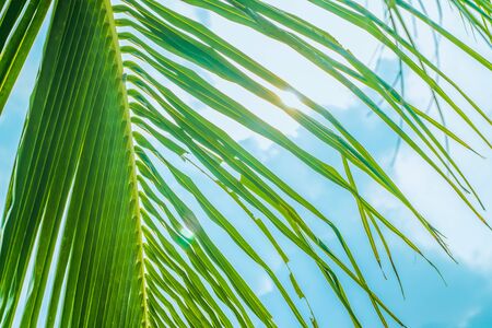 In the foreground there is a branch of a palm tree hanging down from the trunk. In the background between two leaves the sun shines against a blue sky with cloudsの写真素材