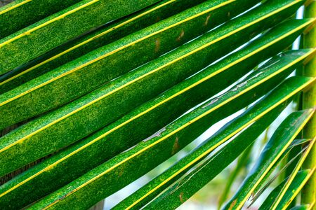 Palm stem with green leaves to the left, the middle planの写真素材