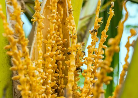 An enlarged view of flowering branches with flowers on a coconut palm tree with bees collecting pollen on them. Focus on the center, on the sides defocusの写真素材