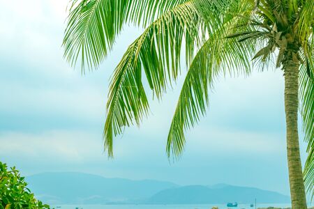 On the right side of the trunk of a palm tree with hanging branches and against the backdrop of the mountains, the sea, the boat and the cloudy sky. In the lower left corner of the leaves of the bushの写真素材