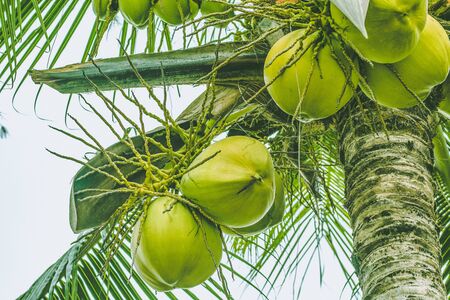 Palm tree trunk and branches with ripe coconuts on top of a tree. Close-upの写真素材