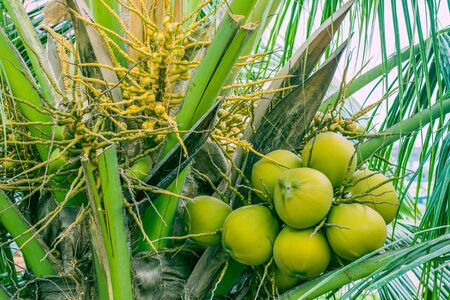 The top of a palm tree with cut branches, flowering ovaries and a bunch of ripe coconuts. Close-upの写真素材