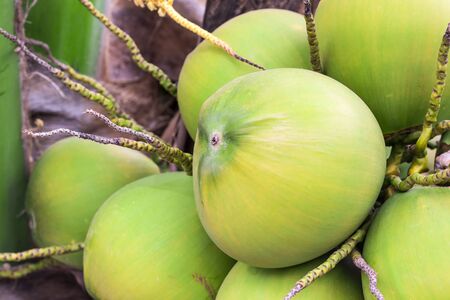 A bunch of large ripe coconuts on a palm tree. Close-upの写真素材