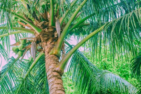 The lower part of the top of the adult palm tree with young green fruits of coconut. Bottom view to the topの写真素材