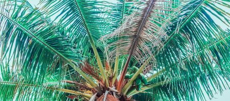 In the center of the top half of the palm tree bottom view. One branch is dry, the other all green with young fruits of coconutの写真素材