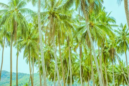 Long trunks of palm trees with their branches at the tops and large green mountains in the backgroundの写真素材