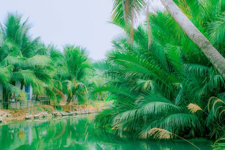 To the right are many lush branches of the palm tree growing in the green water of the river. Left on the bank is the courtyard of a house with dwarf palm trees and sewer pipes facing the riverの写真素材