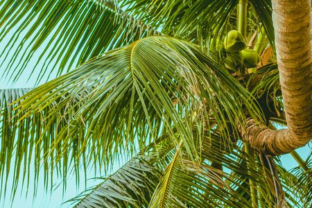 View of the palm tree below. Curved trunk with green branches and fruits of coconutの写真素材