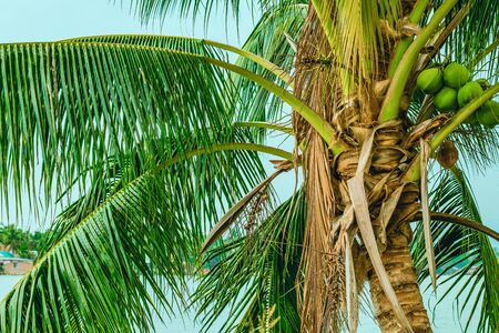 The top of a palm tree with a trunk and green branches with a bunch of coconut fruits against the skyの写真素材