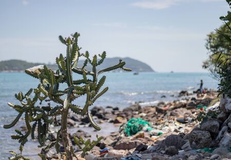 A growing cactus on the shore of a stone shore, on which a lot of garbage. In the background the sea, peninsula and cloudy sky.の写真素材