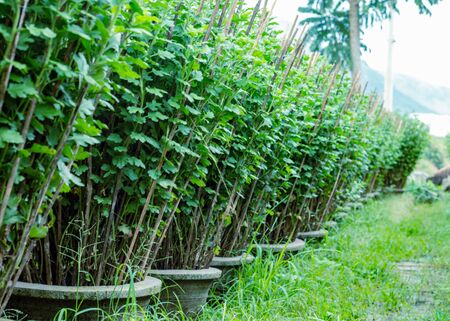 A row of concrete large pots with chrysanthemum sprouts on bamboo supports. Nearby grows green grass. Perspectiveの写真素材