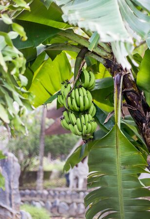 Green bananas are hanging on the tree under big leaves. One sheet hangs downの写真素材