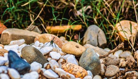 The dragonfly sits on a white stone, and around the stones of other colors are small and large. In the background is green grass.の写真素材
