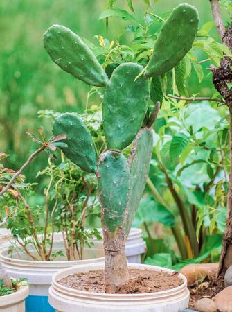 In a white pot, a green cactus grows with a small number of needles and branches. In the background a potted plant and greensの写真素材