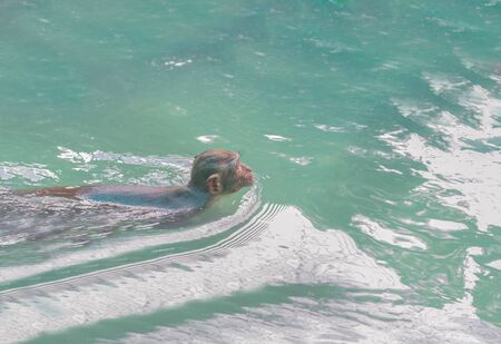 A monkey swims in blue water and waves appearの写真素材