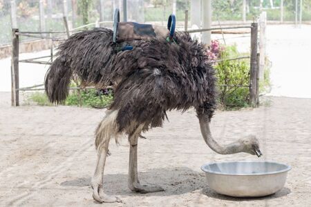 An ostrich stands in the sand and bows its head over an aluminum basin with grass in its beakの写真素材