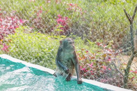 A wet monkey sits on the edge of the pool and pulls his right hand out of the water. Grid fence backgroundの写真素材