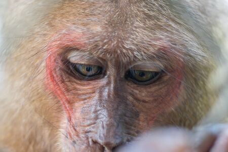 The face of a monkey with red skin and brown eyes looks downの写真素材