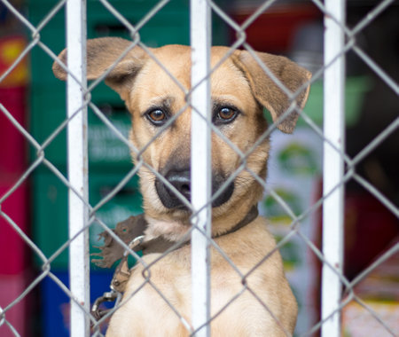 The face of a red dog with a collar behind an iron grateの写真素材