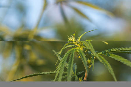 The top of the marijuana plant. The beginning of flowering. Female