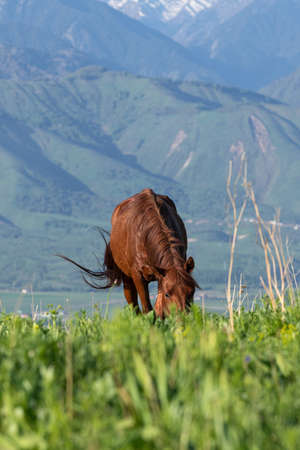 A brown horse eats green grass against a background of mountains. The foreground is blurred