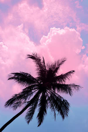 Silhouette of a large palm tree with branches against a background of pink clouds and blue sky. Sunset atmosphereの写真素材