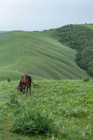 A young horse eats grass in the mountains. Against the backdrop of the hills