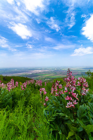Purple-pink Dictamnus bushes on the side of a mountain hill. Against the backdrop of a cloudy sky and foothillsの写真素材