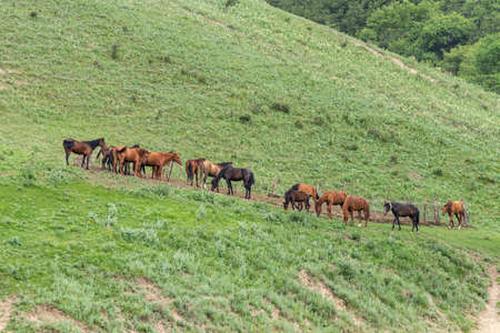 A herd of horses stands near a paddock on a hillside in a mountainous areaの写真素材