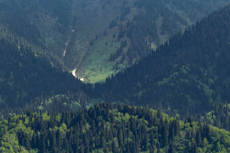 A view of the slopes of the mountains on which spruces grow. Medium shot in the shadeの写真素材
