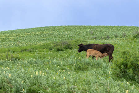 A calf drinks milk from the udder of its mother cow. There is a blue sky on the backgroundの写真素材