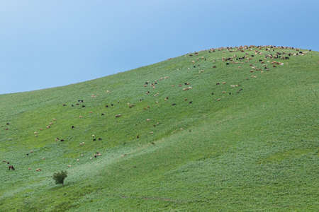 A large flock of sheep on the slopes of the green hills. Against the blue skyの写真素材