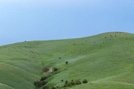 A large flock of sheep on the slopes and the peak of the green hills in the mountains. Against the blue skyの写真素材