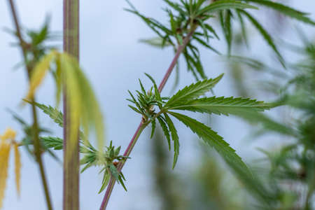 The inflorescence of a cannabis bush on the trunk is purple with a green leaf. Bloomの写真素材