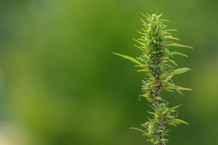 The rope top of a cannabis bush is green with a purple trunk. Blurred backgroundの写真素材