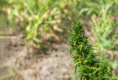 Large mature green cannabis bud. Blurred backgroundの写真素材