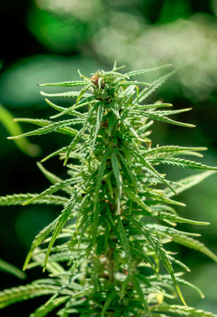 Large bud of the top of the cannabis sativa plant during flowering. Blurred backgroundの写真素材