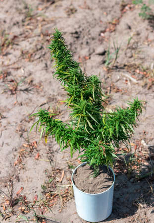 A mature cannabis bush in a white pot stands on the ground. Growing outdoorsの写真素材