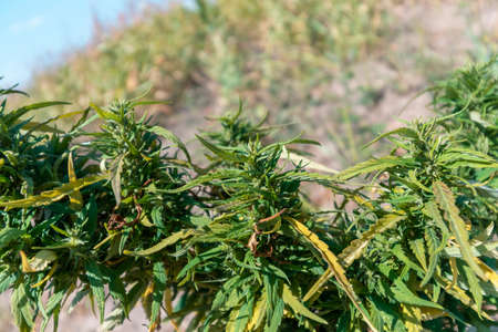 Buds of a mature green cannabis bush in trichomes. Growing outdoorsの写真素材