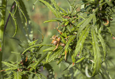 The female cannabis plant during seed ripening. Growing outdoorsの写真素材